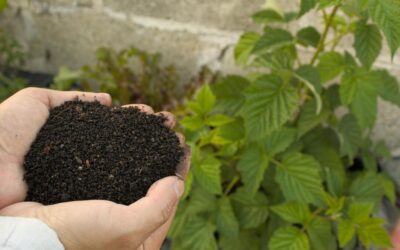 Abonos y Fertilizantes