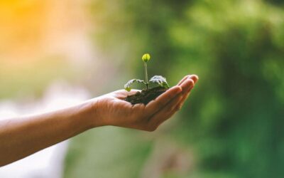 Sostenibilidad Ambiental